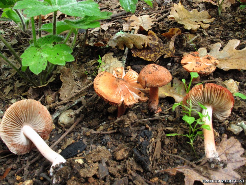 Inocybe